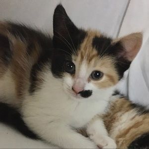 Meet your Posher, Farah